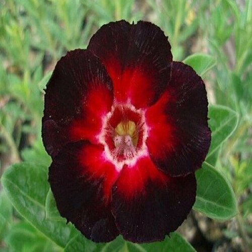  , Adenium Obesum Desert Rose Star of Black Night, , ,   394 