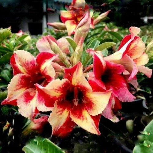  , Adenium Obesum Desert Rose KING FRAGRANT STAR, , ,   394 