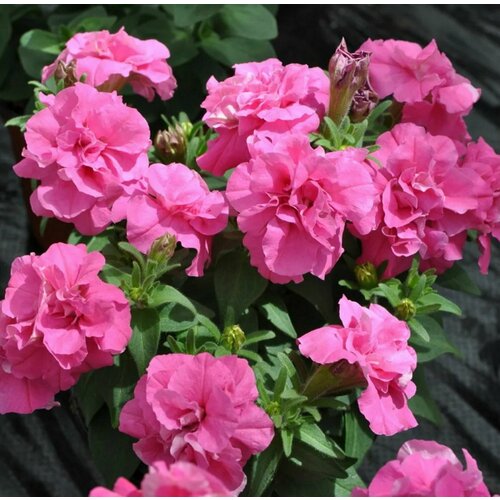 ���� ������� �������� �������������� F1 ���, ������-�������, �������������� ��������, ��������� � ��������������� �������� ��������, 10 �����, ������ �� 325 ���