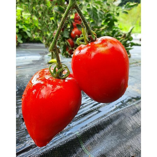      (Mama Leone) / Seeds And Goods /   zip-lock   10 ,   269 