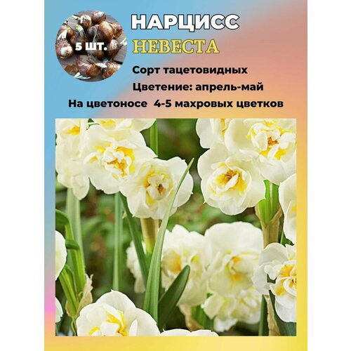 ���� ������� ��������, �������� 5 ����, ������ �� 550 ���