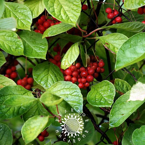     -   -  (. Schisandra chinensis) 20,   380 
