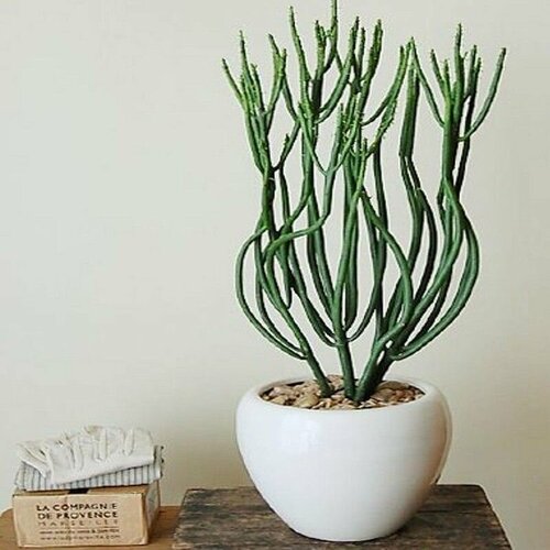 ���� �������, ��������, Euphorbia Tirucalli, ����������, ������, ������ �� 420 ���