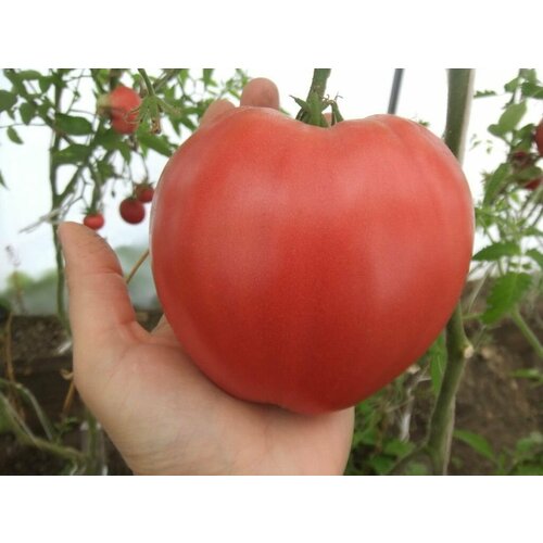 ���� ������������� ������ ������ ����������� �������, ������ �� 127 ���