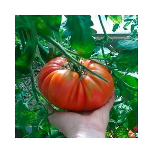 ���� ������������� ������ ������ ������ ������, ������ �� 102 ���