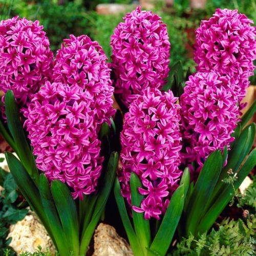 ���� �������� ������, botanica garden, ������� ���� ������, 2 �����, ������ �� 366 ���