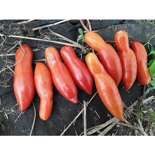 ���� ������������� ������ ������ ����������� �����, ������ �� 127 ���