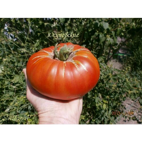 ���� ������������� ������ ������ ���������( ����������), ������ �� 107 ���