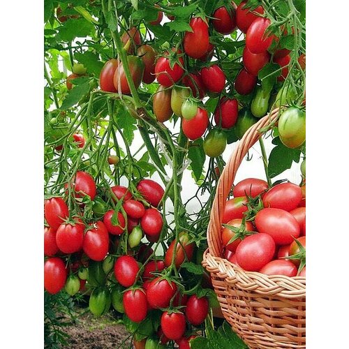 ���� ������������� ������ ������ ���-���-���, ������ �� 102 ���