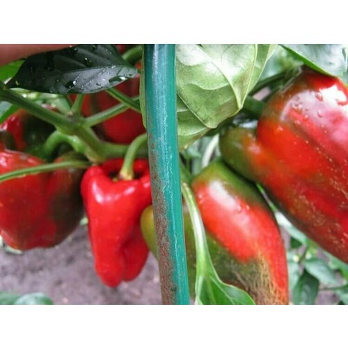 ���� ������������� ������ ����� �������� ������� F1/, ������ �� 102 ���