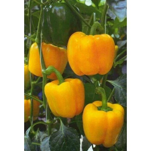 ���� ������������� ������ ����� �������� ��������� F1, ������ �� 128 ���