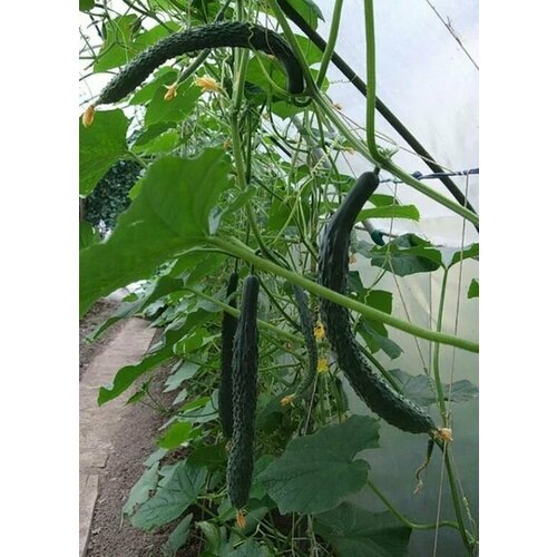 ���� ������������� ������ ������ ��������� ����, ������ �� 103 ���