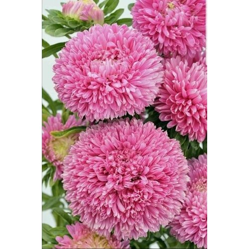 ���� ����� ������ �������, ����� ������� ������ ����������, �������� �� ���������� ������������� �����, 30 �����, ������ �� 265 ���