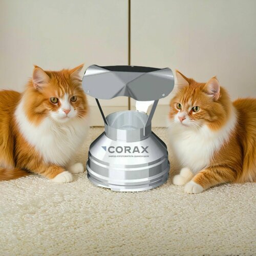 ���� ���� ��� �������� �� ����. ����� 