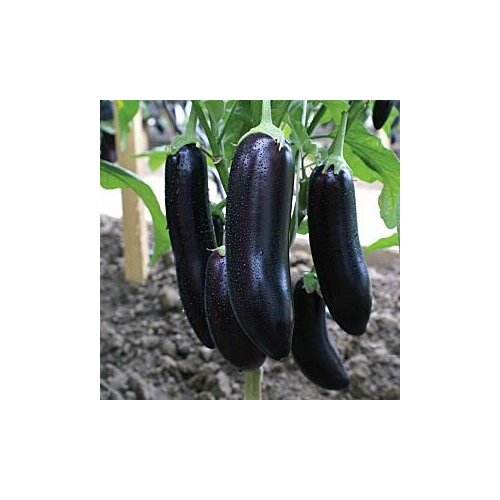 ���� ������������� ������ ��������� ������ F1, ������ �� 127 ���