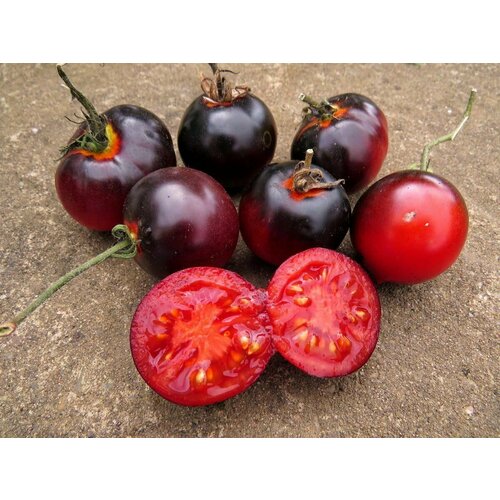 ���� ������������� ������ ������ ���� �����-��������, ������ �� 102 ���