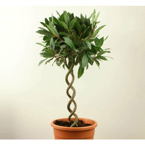 ���� ������ ���� 2024 ������ ���� ����������� 5 ����/ Laurus nobilis (�������� ������), ������������ ��������� �����������, ������ �� 378 ���