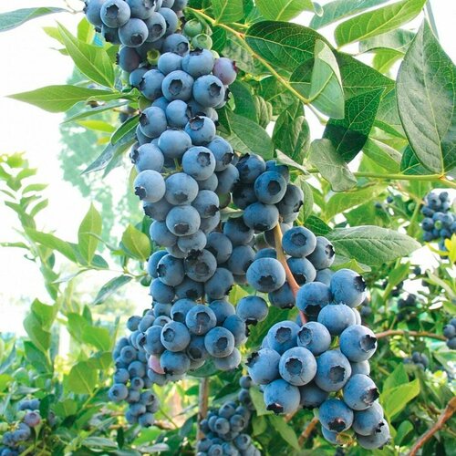    () 2- ,   30-40 ,   1192 