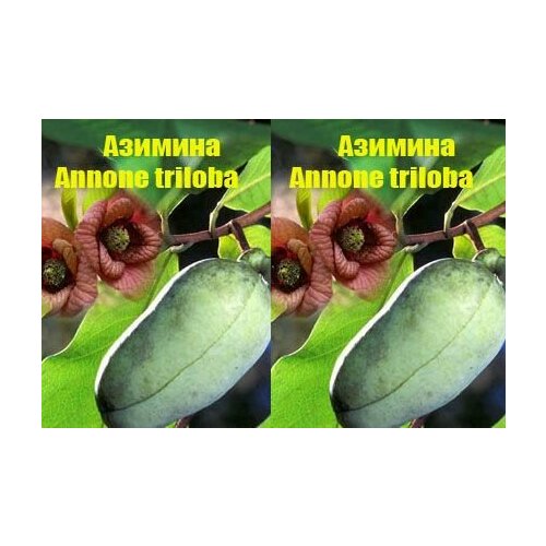  (Annone triloba),   350 