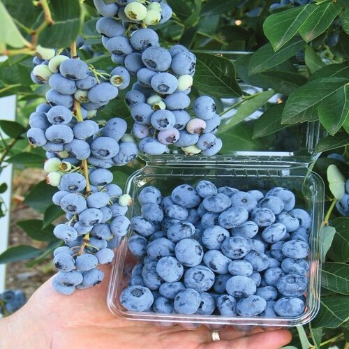    () 2- ,   30-40 ,   1192 