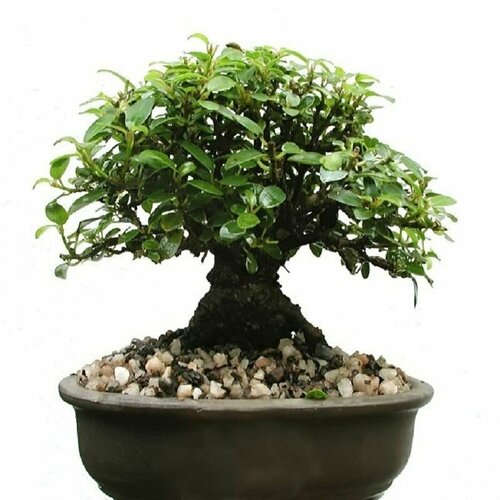 ���� ����� ���� ����, Ficus Burtt Davyi, ������, ������ �� 439 ���