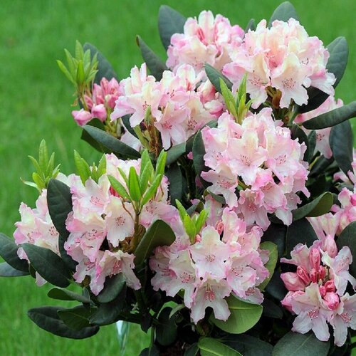 ���� ������, ����������� ��������������, ������, ������ �� 461 ���