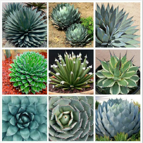 ���� ����� ���� ������, ������, ������ �� 476 ���