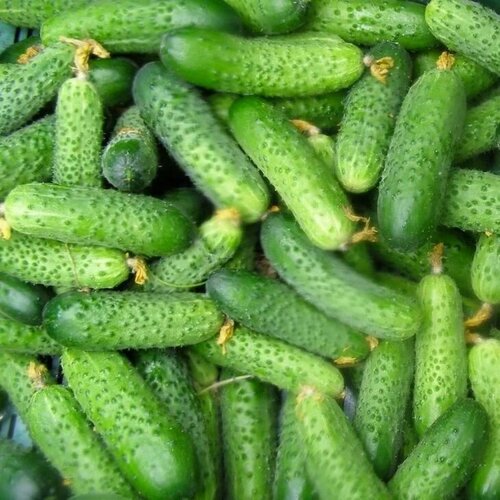 ���� ������������� ������ ������ ������� F1, ������ �� 127 ���