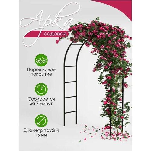 ���� ���� ������� ��� �������� ��������., ������ �� 1559 ���