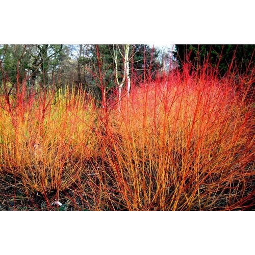 ���� ������� ��� ����� ��������� ( 3-4 ���� , �7,5 , 125-150 �� ), ������ �� 2666 ���