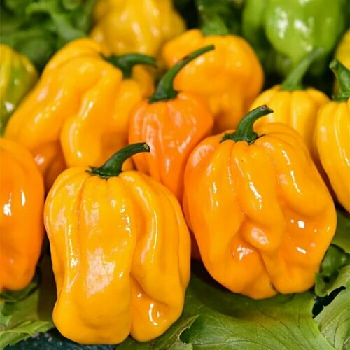 ���� ������������� ������ ����� ������� ������, ������ �� 104 ���