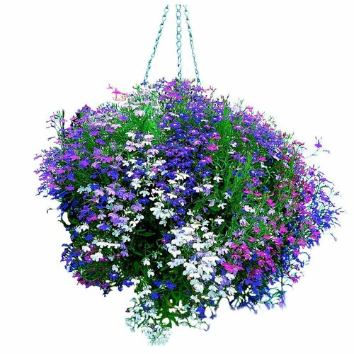 ���� ������� ������ �����, ��������������� ���������� ��������� �����, �������� ��� ������ ����� �������, ���������� ����� �� ������, 1100 �����, ������ �� 237 ���