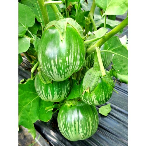       (Cambodian Green Giant) / Seeds And Goods /   zip-lock   10    -     , -, 