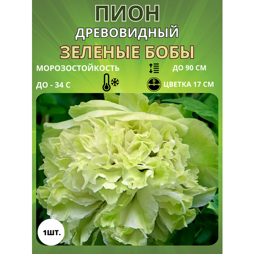 ���� ���� ������� ���� 1 ��., ������ �� 650 ���