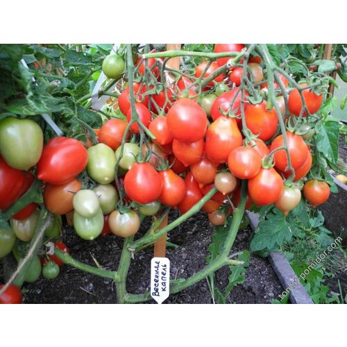 ���� ������������� ������ ������ �������� ������, ������ �� 101 ���