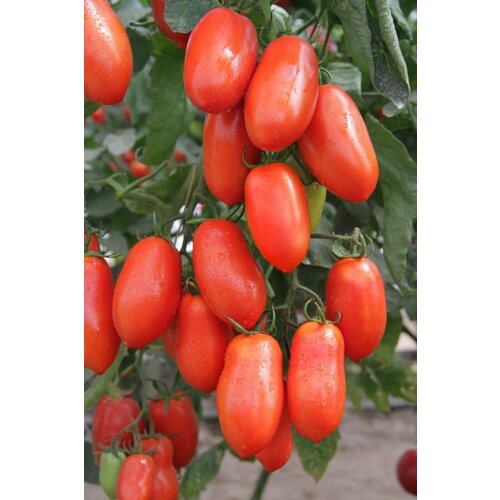 ���� ������������� ������ ������ ������, ������ �� 102 ���