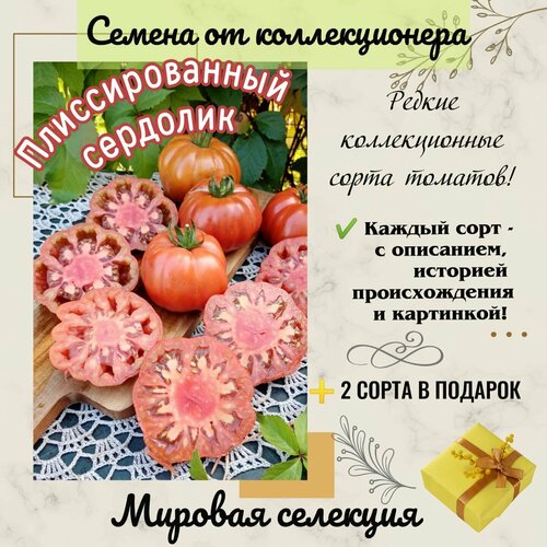 ���� ����� 