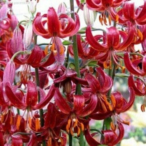 ���� ����� ������ ����� (� ������) (1 �������� � ������ p9). Holland Bulbs (���������), ������ �� 750 ���