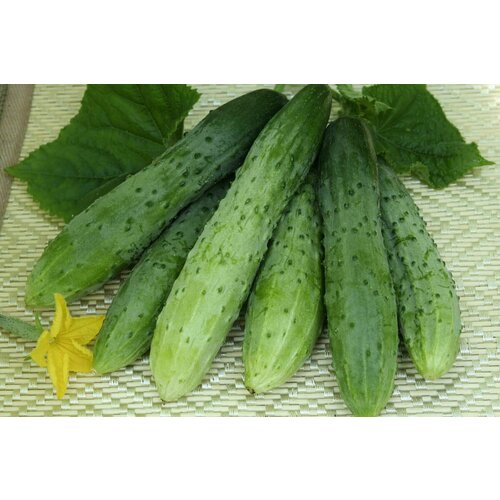 ���� ������������� ������ ������ �������� F1, ������ �� 127 ���