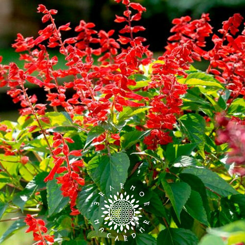    -   (. Salvia splendens) 50  Green Legacy,   390 