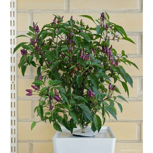    Explosive Ember (5 ) ,  ,   349 