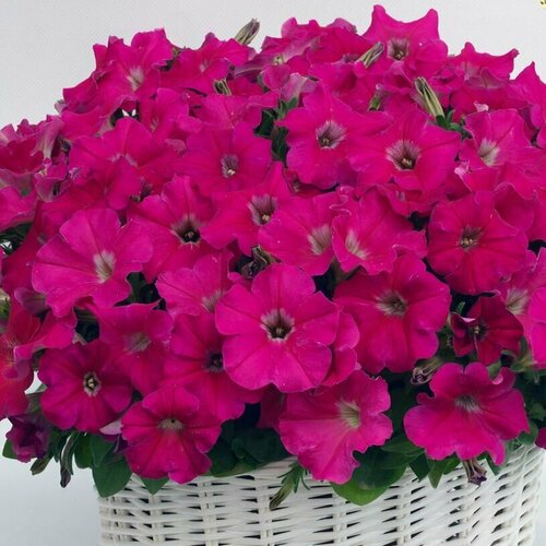 ���� ������� �������������� F1 �������� ����, ������������� ������ ������ ������������ � ������ �� -5 �����������, ������ � ����� �� ������� �����, 5 �����, ������ �� 314 ���