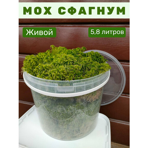 ���� ��� ������� ������ ������, 5,8 ������, ������ �� 1208 ���