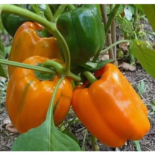 ���� ������������� ������ ����� �������� ���� ��������� F1, ������ �� 104 ���