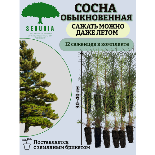 ���� ����� ������������ 12 ��������, ������ �� 2800 ���