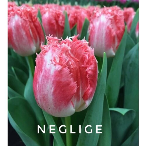    ,   NEGLIGE - (5 )   -     , -, 