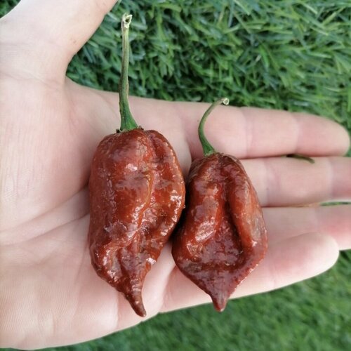 ���� ������ ������ ����� ������ Carolina Reaper Chocolate, �������� ����� ������� 5 ��., ������ �� 390 ���