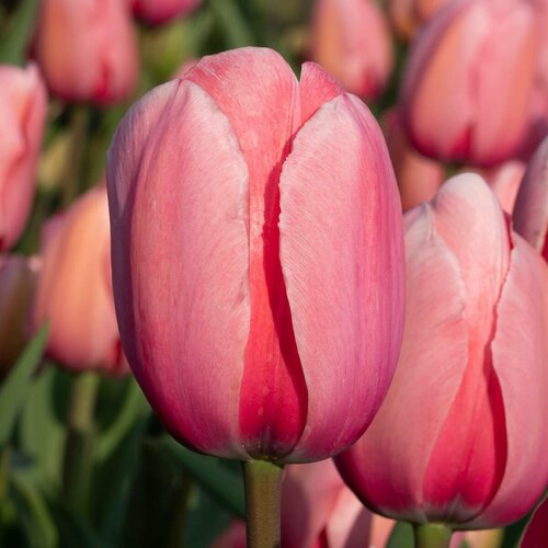     (3 ) Holland Bulbs ()   -     , -, 