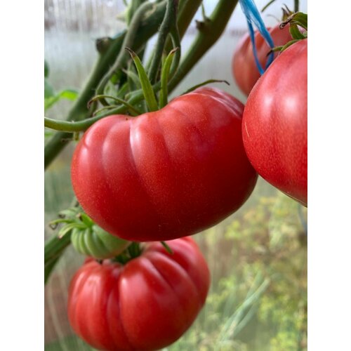 ���� ������������� ������ ������ ��������� �������, ������ �� 103 ���