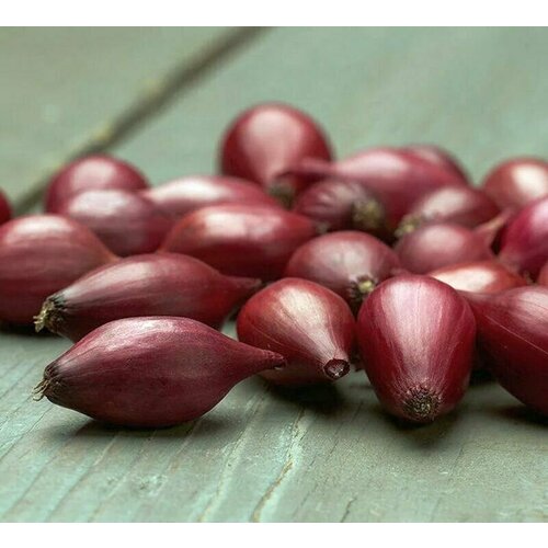 ���� ������������� ������ ���� ����� ��������, ������ �� 104 ���